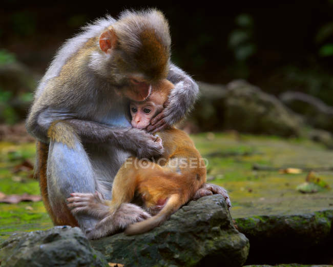 Primer plano de dos adorables monos adultos y bebés en la vida silvestre - foto de stock