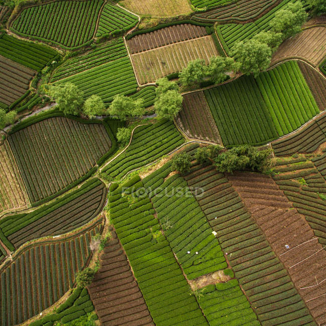 Aerial view of beautiful green agricultural fields during daytime — Stock Photo