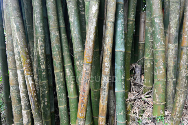 Vista de cerca de las plantas de bambú, área escénica de Detian de la ciudad de Chongzuo, región de Guangxi, China - foto de stock