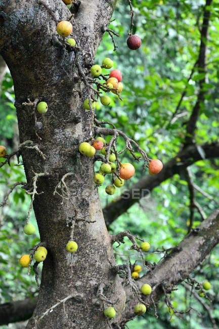 Vista close-up da bela árvore de frutas verdes durante o dia — Fotografia de Stock