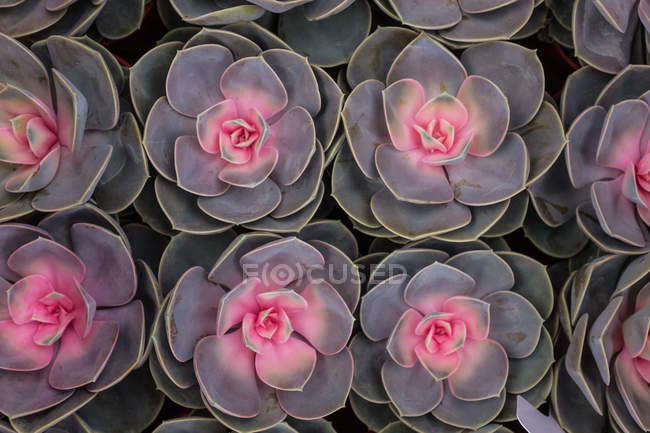 Vista superior de belas suculentas rosa, vista quadro completo — Fotografia de Stock