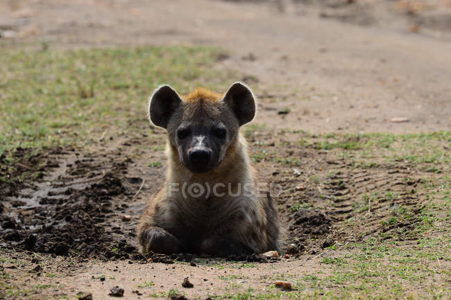 Vista de cerca de Hyena escondido en el suelo y mirando a la cámara en la vida silvestre - foto de stock