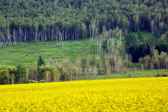 Bela paisagem em Arxan, Mongólia Interior, China — Fotografia de Stock