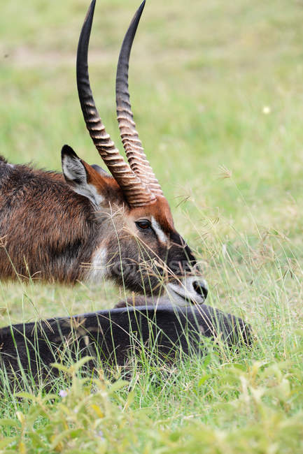 Vista laterale del maestoso Kob marrone con grandi corna nella fauna selvatica — Foto stock