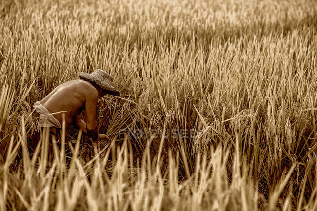 L'agricoltore è nella risaia — Foto stock