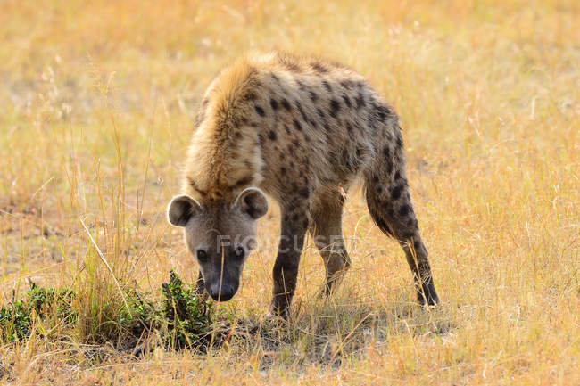 Vista de perto de Hyena selvagem no prado na vida selvagem — Fotografia de Stock