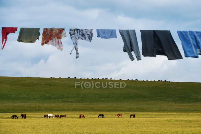 Vista de ángulo bajo de la ropa que cuelga en el tendedero y la manada de caballos que pastan en los pastizales - foto de stock