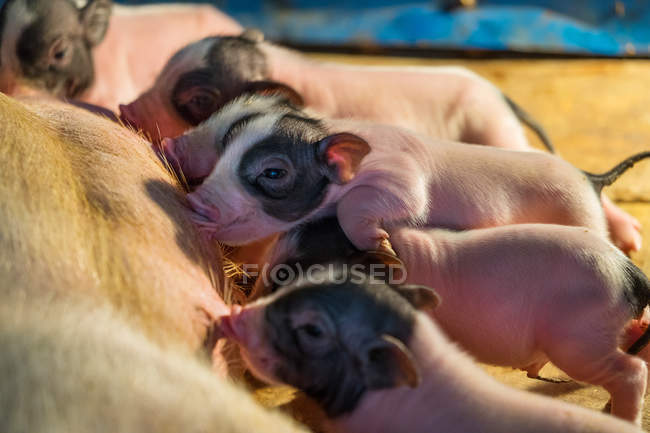 Madre cerdo alimentando a los lechones, vista de cerca - foto de stock