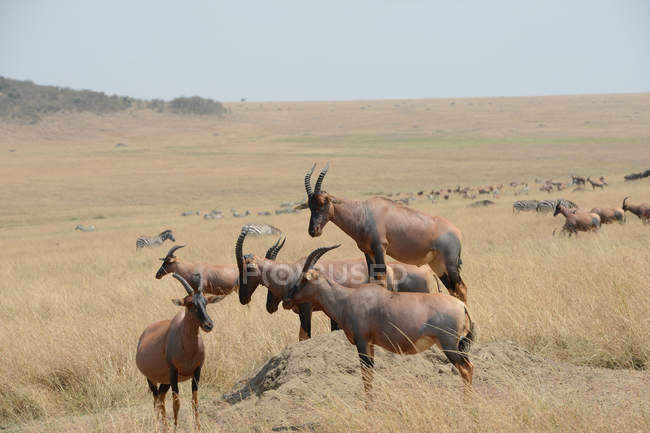 Manada de animais selvagens da espécie alcelaphinae em prados durante o dia — Fotografia de Stock