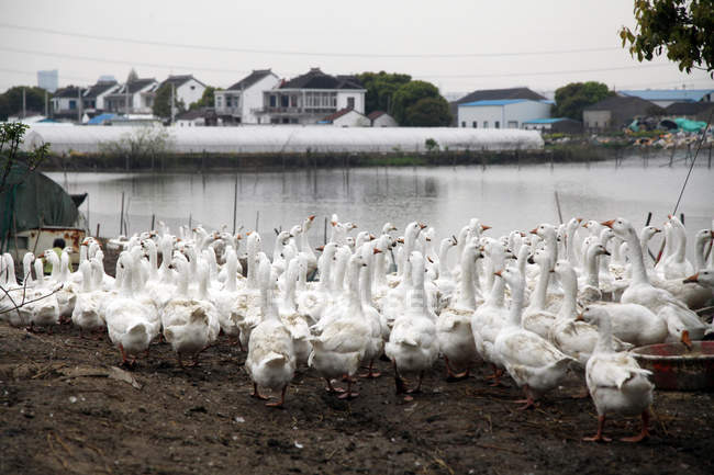 Manada de patos blancos cerca del estanque en la aldea - foto de stock