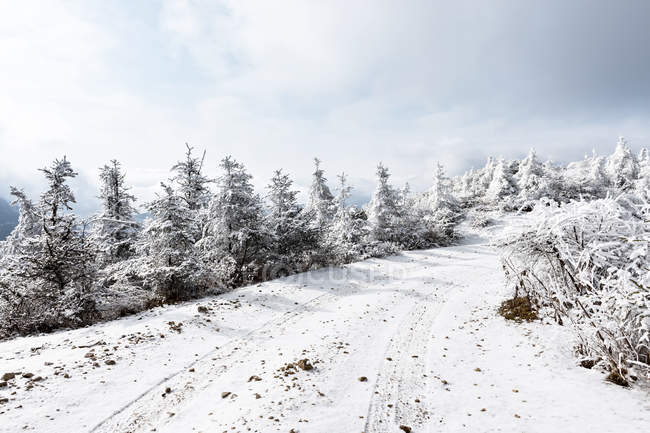 Schnee bedeckte Wälder in wunderschönen Winterbergen — Stockfoto