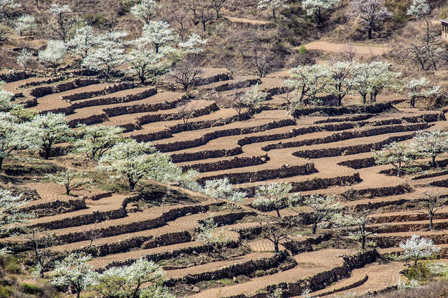 Високий кут огляду зелених дерев і терасних полів у Ціньхуандао, Хебей, Китай. — стокове фото