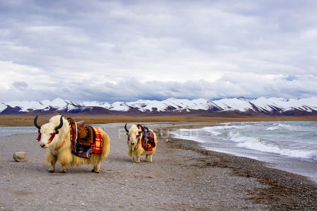 Величні яки біля хвилястого озера і засніжені гори в Тибеті. — стокове фото