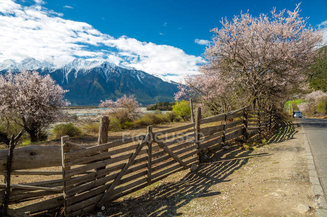 Clôture en bois, route, arbres en fleurs et montagnes pittoresques au Tibet — Photo de stock