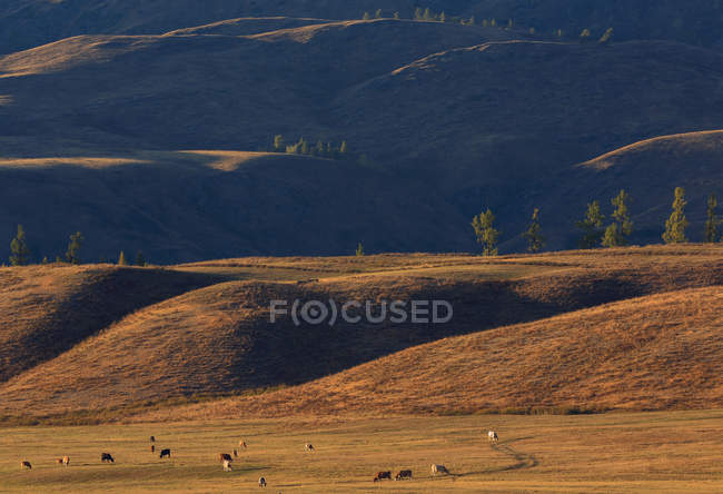 Выпас скота на ранчо Канас, Синьцзян, Китай — стоковое фото