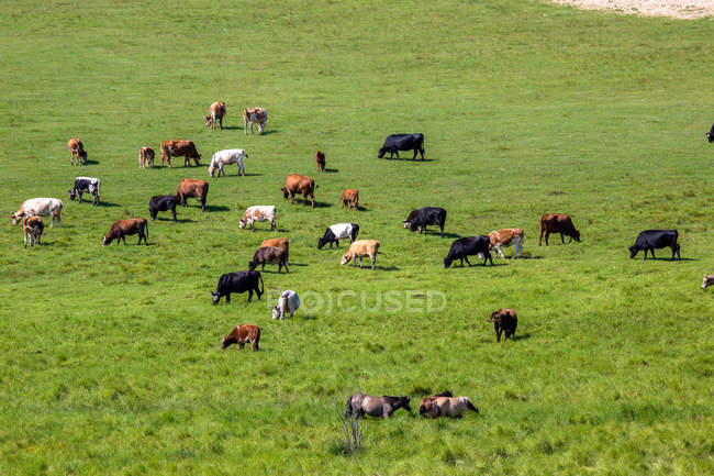 High angle view of cattle on green meadow at Xilingol, Inner Mongolia, China — Stock Photo