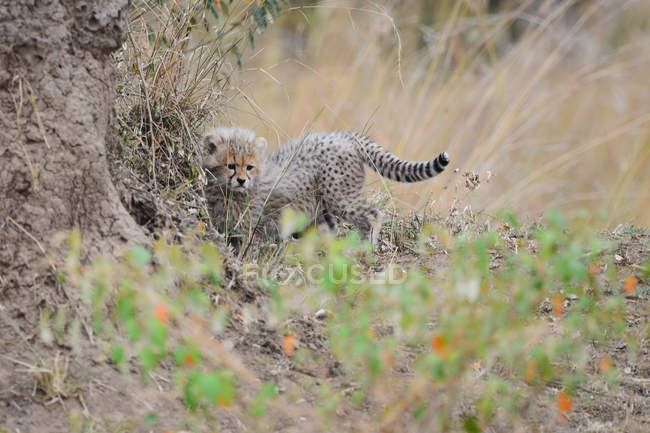 Cute little wild cheetah walking in grass in wildlife — Stock Photo
