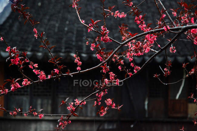 Вид на квітучі гілки дерев і архітектуру в Хучжоу, Чжецзян, Чіначіна. — стокове фото