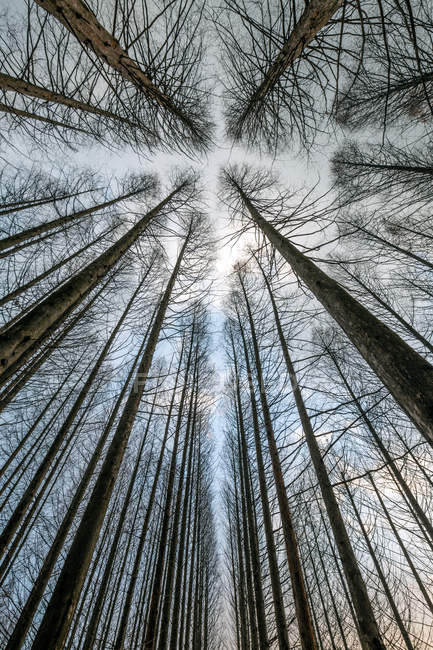 Вид на високі дерева під блакитним небом — стокове фото