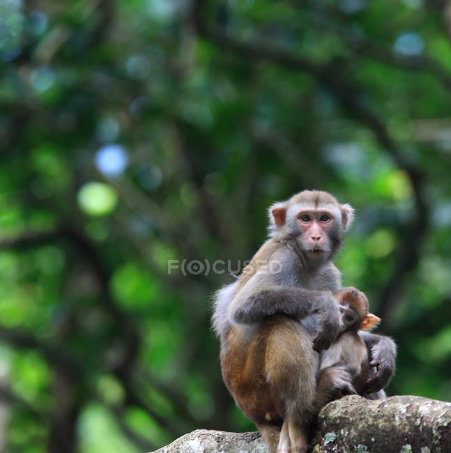 Крупним планом двох чарівних дорослих і мавп у дикій природі — стокове фото