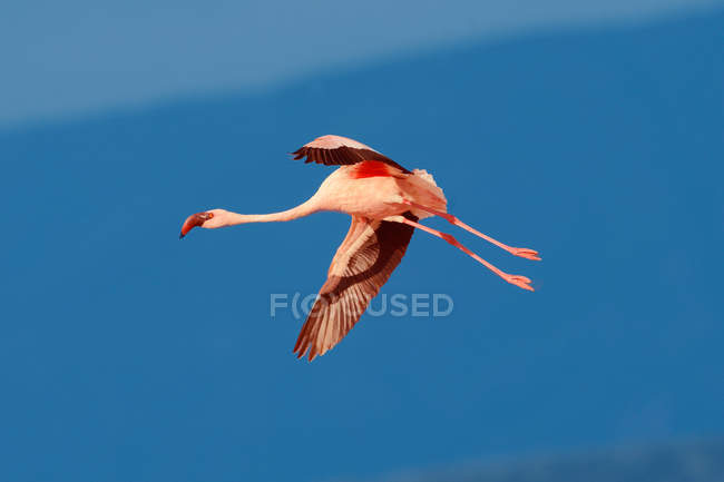 Vista a basso angolo di bellissimo fenicottero rosa che vola nel cielo blu — Foto stock