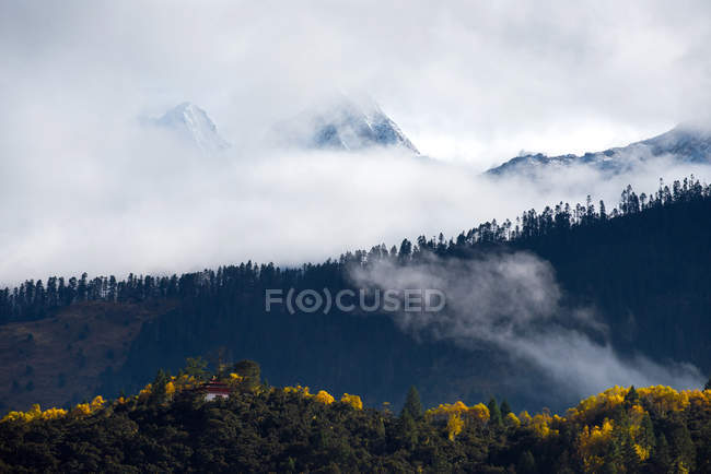 Hermosa niebla matutina en las montañas. Paisaje de verano con bosque de abetos en el valle - foto de stock