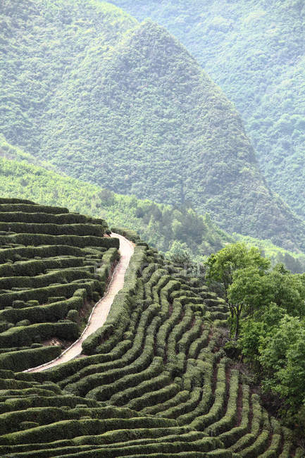 Jardín de té del condado de Xixiang, provincia de Shaanxi, China - foto de stock