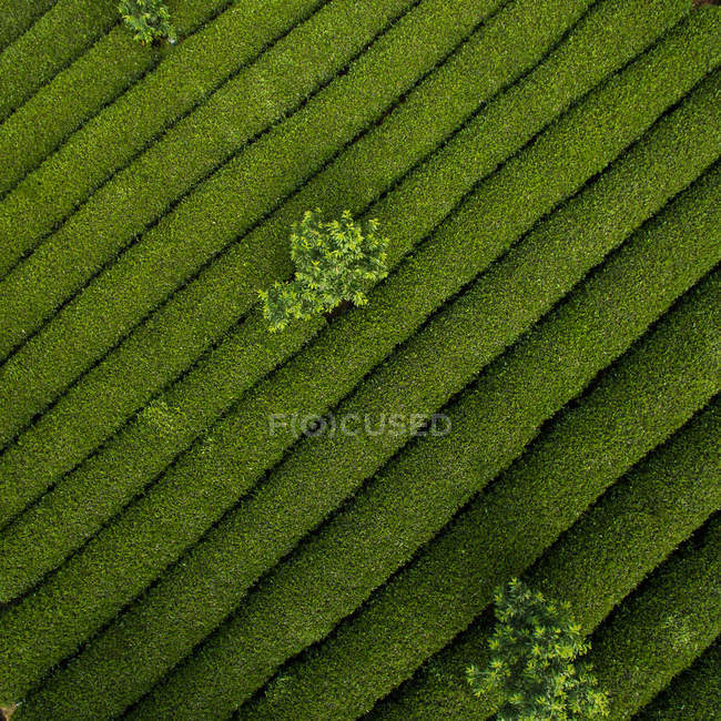 Vista aerea di bellissimi campi agricoli verdi durante il giorno — Foto stock