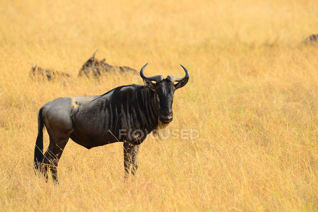 Vista lateral do majestoso gnus selvagens pastando em pastagens — Fotografia de Stock