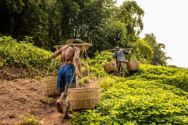 Dos granjeros recogen cestas en el campo - foto de stock