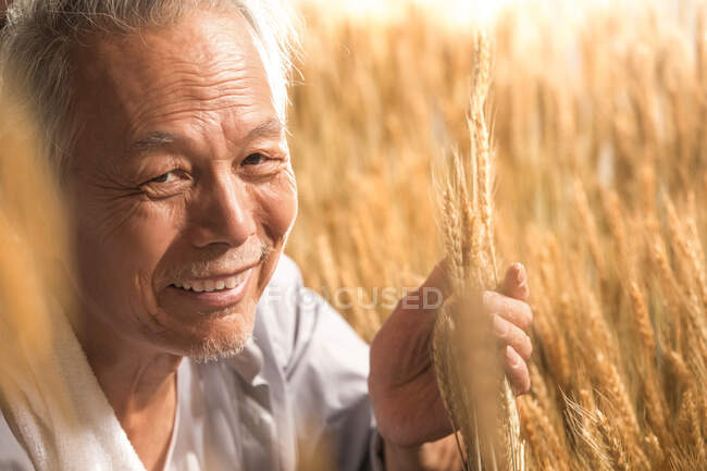 Фермерів з урахуванням пшеничного врожаю — стокове фото