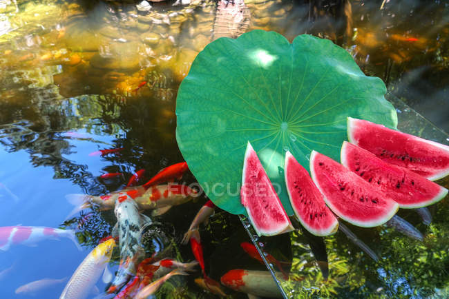 Frisch geschnittene Wassermelone und Goldfische schwimmen im Teich mit ruhigem Wasser — Stockfoto