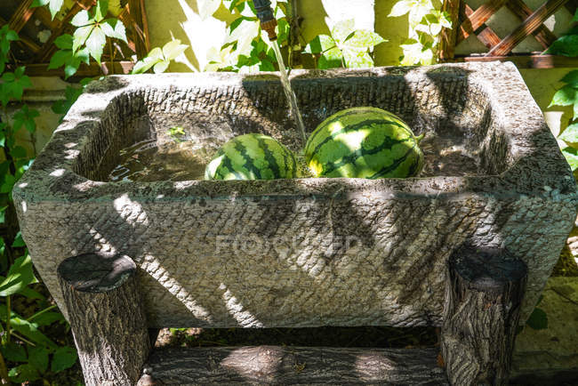 Close-up view of fresh ripe sweet watermelons in water — Stock Photo