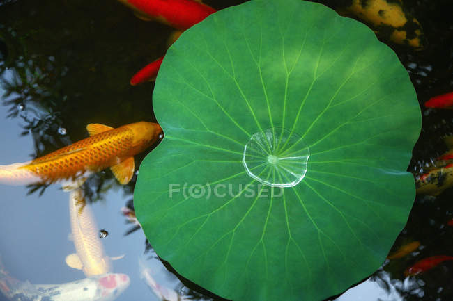 Tranquila escena con hojas verdes y peces de colores en estanque tranquilo - foto de stock