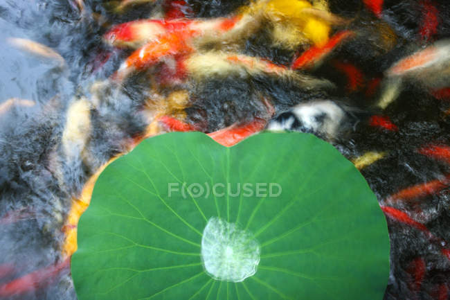 Cena tranquila com folha de planta de água verde e peixinho dourado na lagoa — Fotografia de Stock