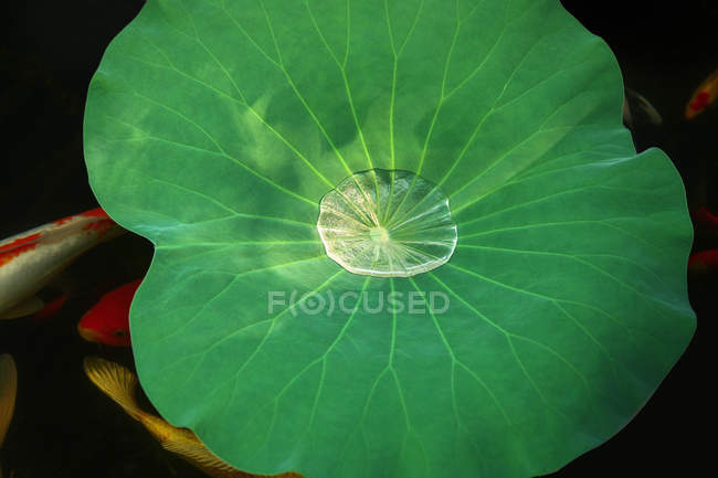 Tranquil scene with green water plant leaf and goldfish in pond — Stock Photo