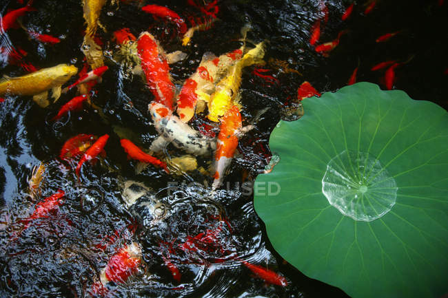 Vista ravvicinata di foglie di piante d'acqua verde e pesci rossi nello stagno — Foto stock