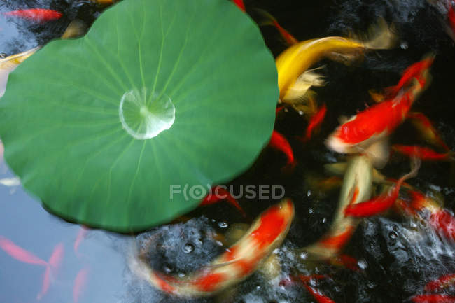Vista de cerca de hoja de planta de agua verde y peces de colores en el estanque - foto de stock