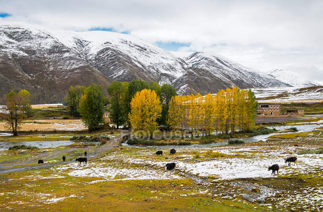 Manada de yaks en el valle cerca de hermosas montañas cubiertas de nieve en el Tíbet - foto de stock