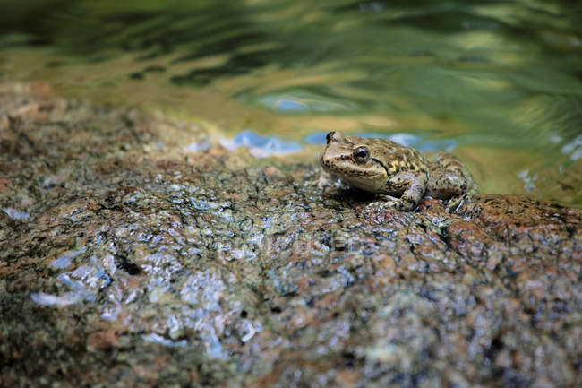 Крупним планом маленька зелена жаба на камені біля води, вибірковий фокус — стокове фото