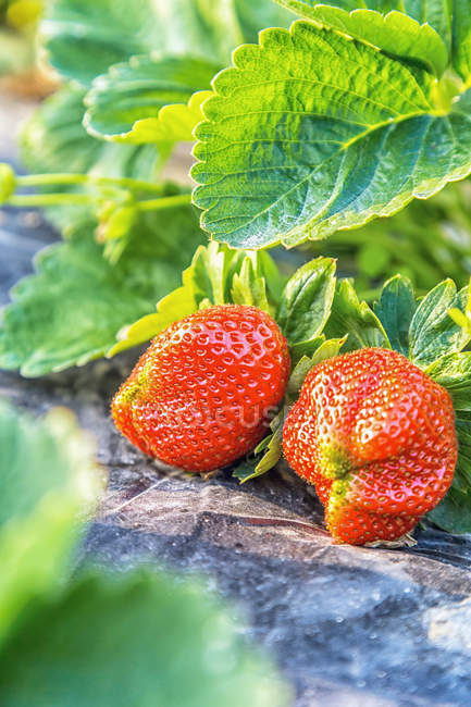 Vista de cerca de fresas rojas maduras frescas con hojas verdes, enfoque selectivo - foto de stock