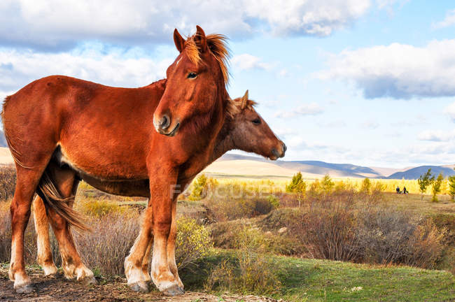 Side view of beautiful brown horses, Bashang autumn of Hebei Province in China — Stock Photo
