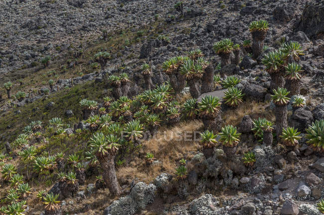Vue grand angle de beau paysage avec des plantes vertes dans la zone rocheuse — Photo de stock