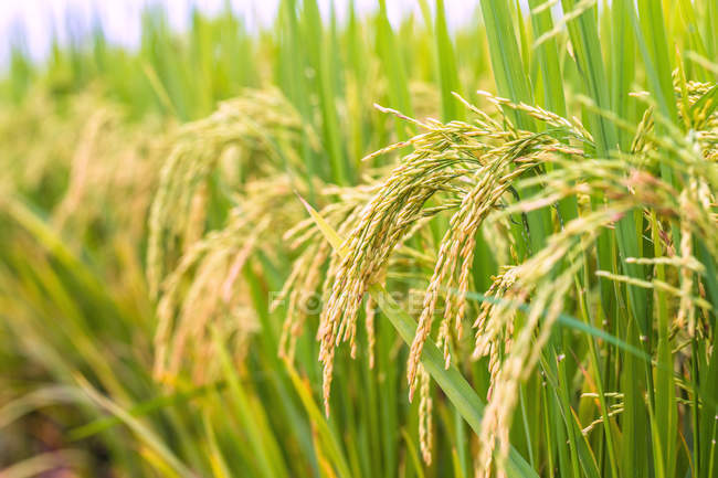 Close-up view of green grass in the field, selective focus — Stock Photo