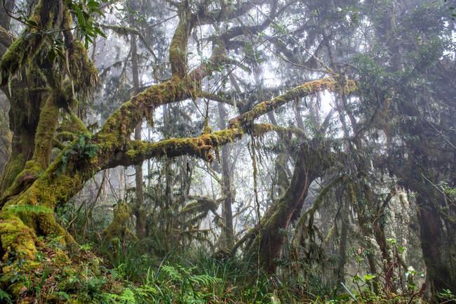 Flore de Turquie. Région de Kemer nature. Sentier Calis Tepe (montagne). Forêt endémique de pins d'Asie Mineure — Photo de stock
