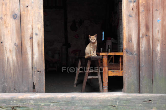 Niedliche rote Katze sitzt auf Holzstuhl, Sichuan Stadt der Provinz Luzhou, Hejiang County, Yao Ba Stadt, China — Stockfoto