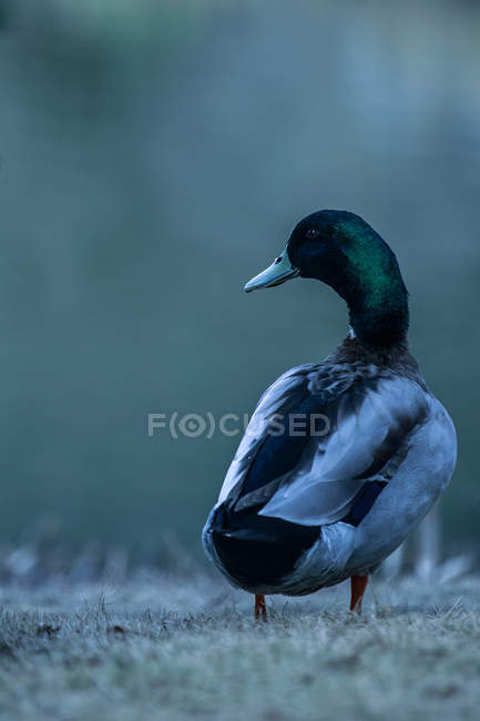 Beautiful black and white duck walking on grass, back view — Stock Photo
