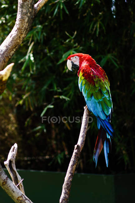 Schöner bunter Papagei, der auf Zweigen hockt, aus nächster Nähe — Stockfoto