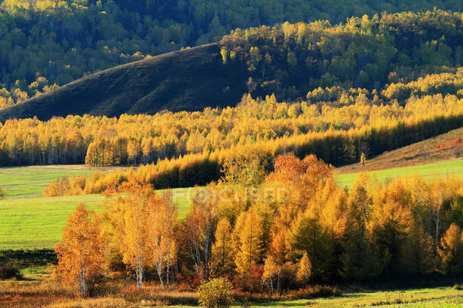 Hermoso paisaje de otoño en la Gran Cordillera Khingan, provincia de Heilongjiang, China - foto de stock