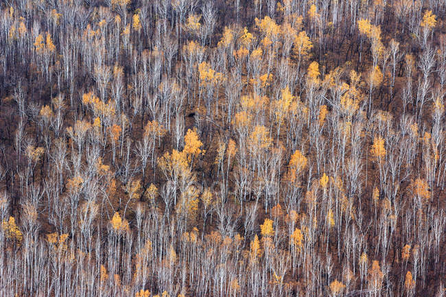 Високий кут зору красивою зими берези лісу в провінції Хейлунцзян, великий діапазон Хінґан, Китай — стокове фото